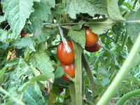 P1010261